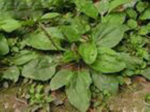  Plantago Asiatica Extract 